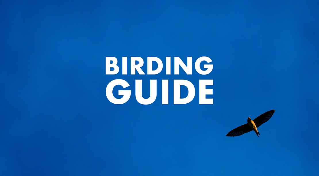 So bereite ich mich auf Birding und Vogelfotografie vor
