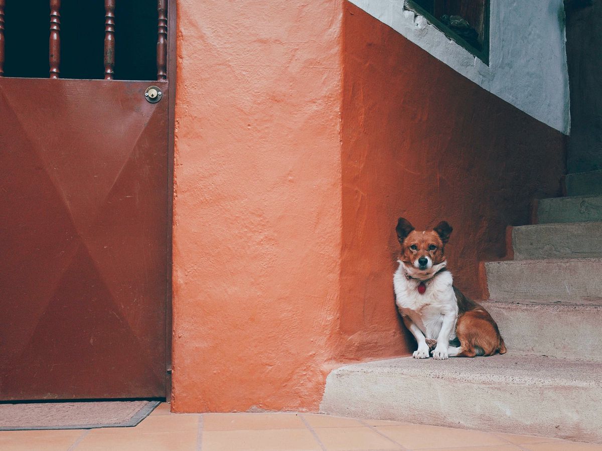 Dog resting in a terracotta doorway