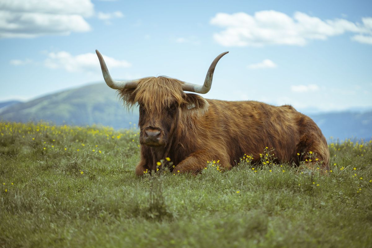 Highland cattle in an alpine meadow