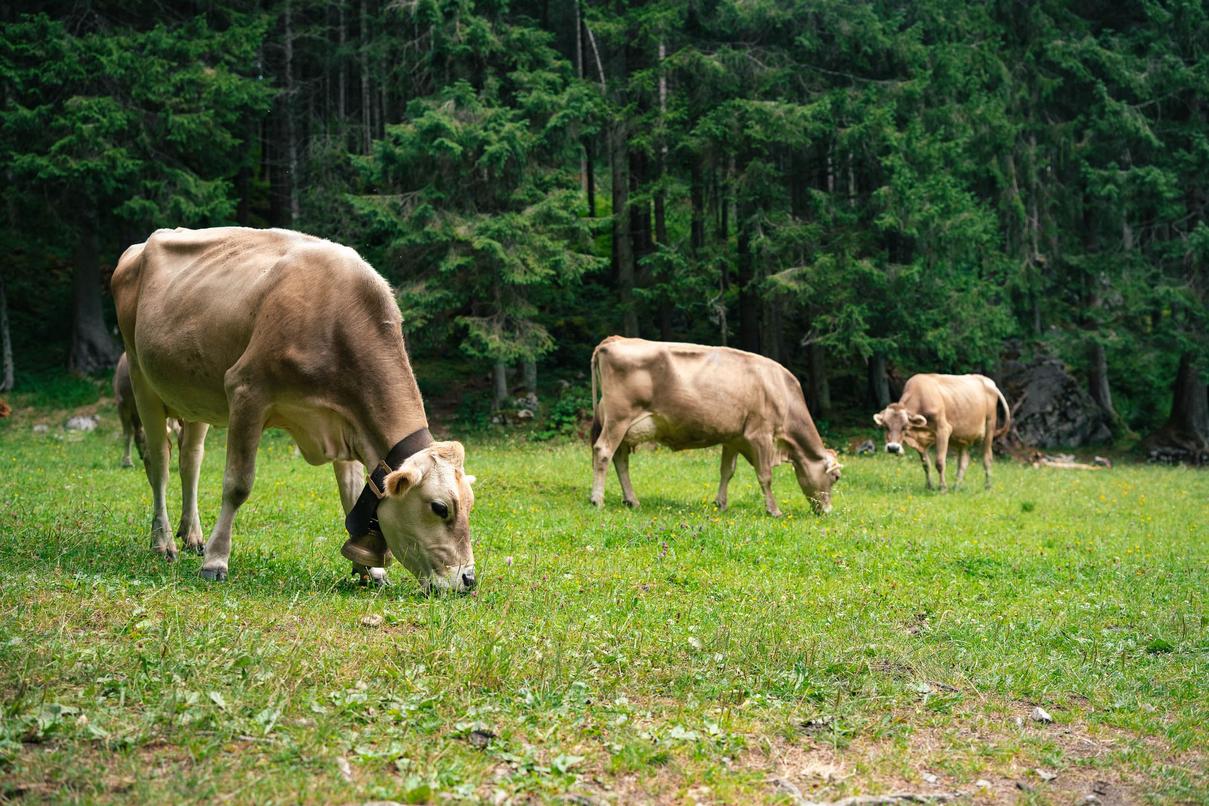 Cows grazing in a green forest meadow