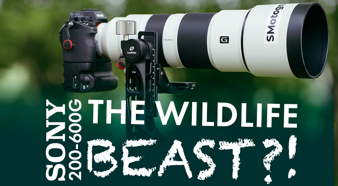 Sony FE 200-600mm f/5.6-6.3 G OSS ist es noch das beste Wildlife Objektiv? - Erfahrungsbericht